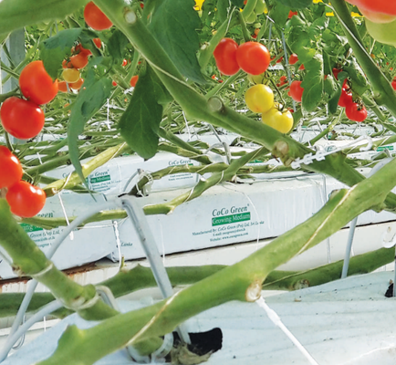 Coco Green - Verified supplier and manufacturer from 스리랑카